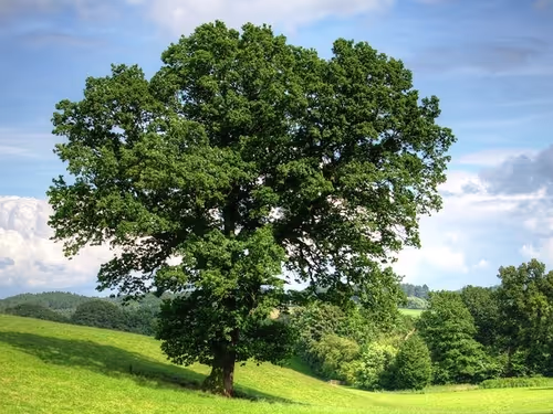 Arbor Day Foundation tree care partner badge